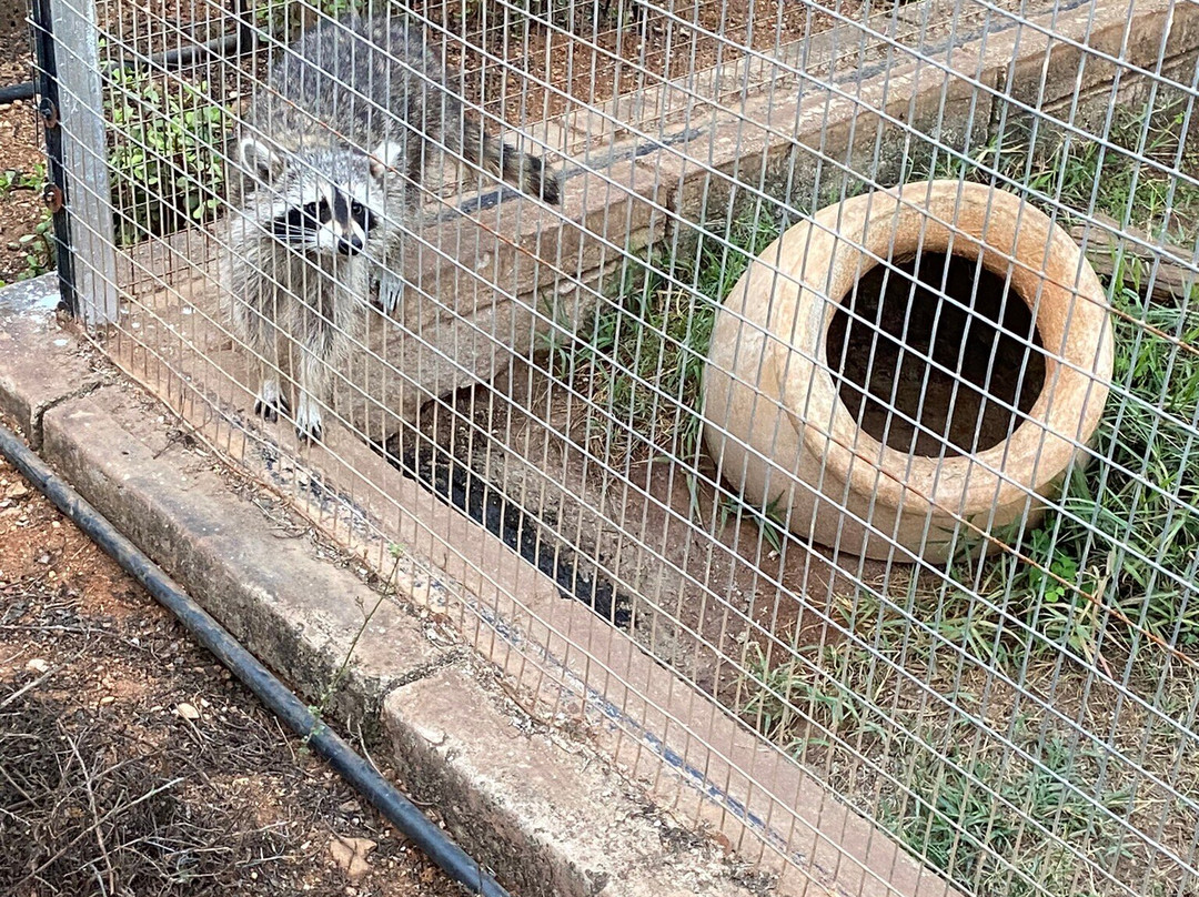 Pumbaa Wildpark And Accommodation-尼斯普鲁特必去景点