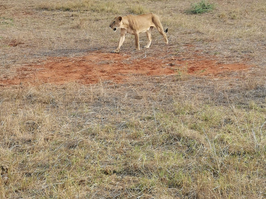 Eros Safari Kenya-瓦塔木必去景点