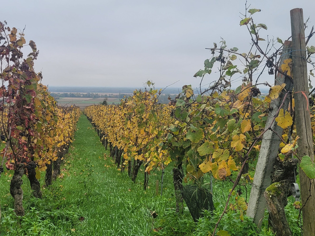 Domaine Humbrecht 1619-Gueberschwihr必去景点