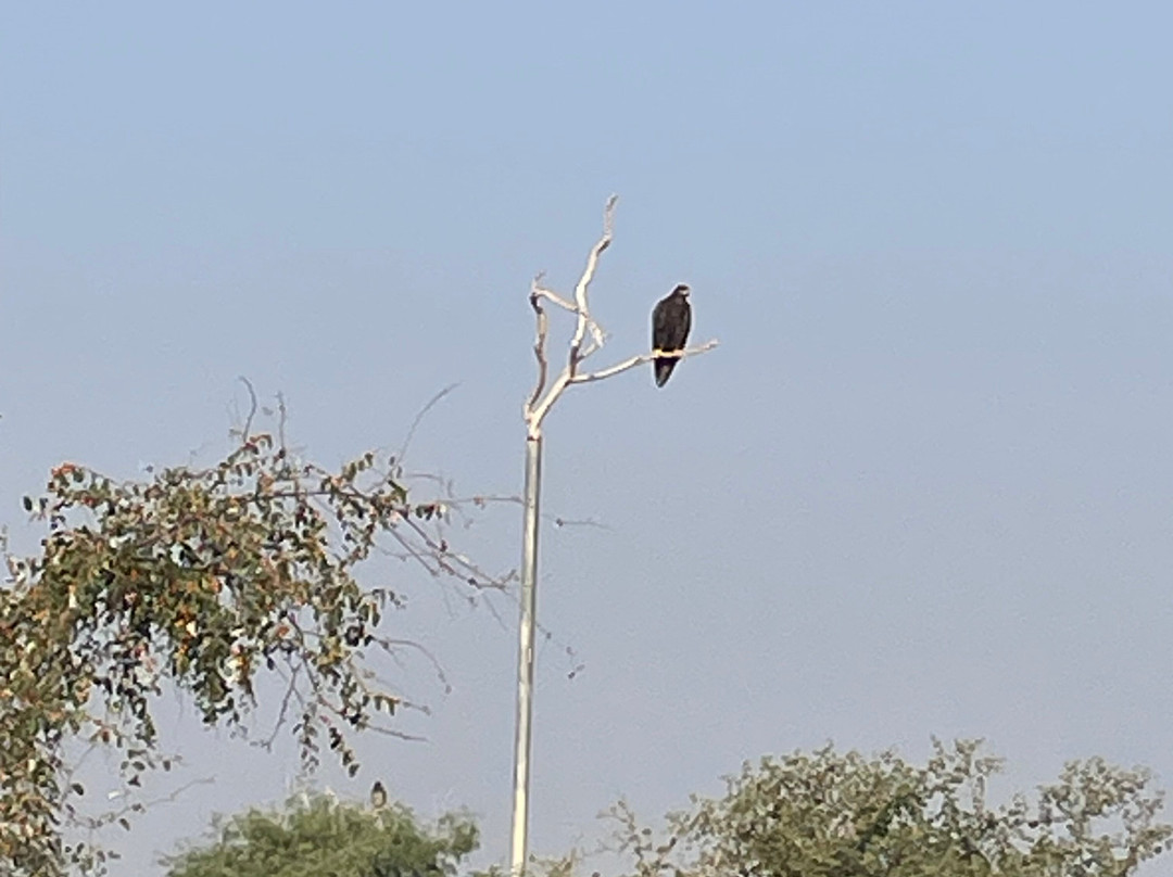 Jorbeer Conservation Reserve-碧卡内必去景点