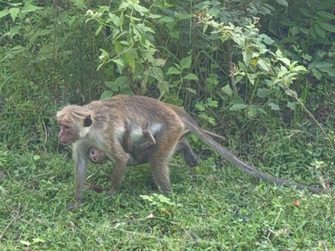 Udawalawa Safari Sri Lanka-Kirillawala必去景点
