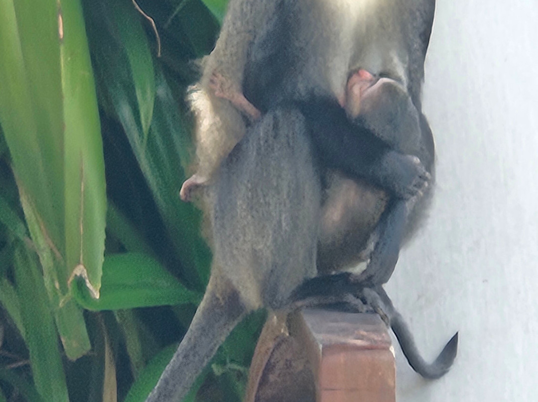 The Residence Zanzibar主图