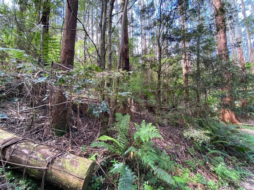 Great Otway National Park景点图片
