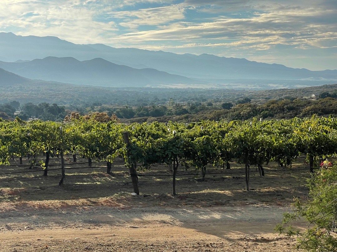 Shadow Mountain Vineyards & Winery景点图片