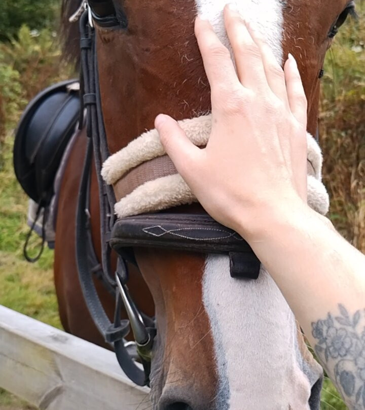 Pine Lodge Riding On Exmoor景点图片