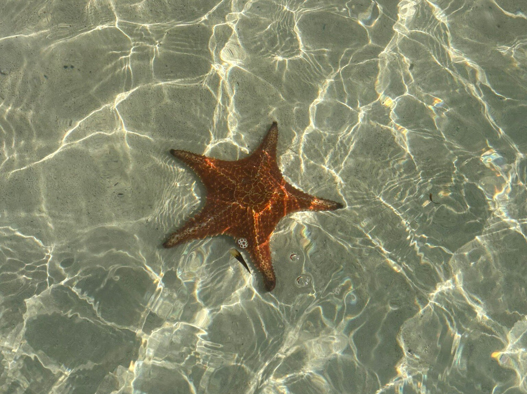 Starfish Point景点图片