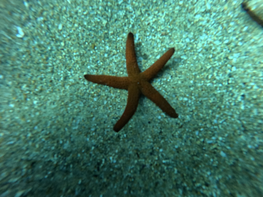 Mouja Diving Club-比塞大必去景点