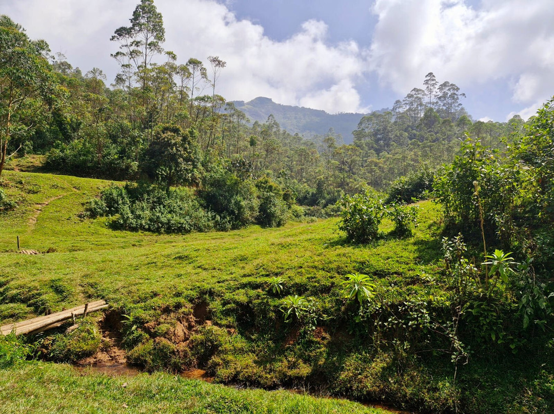 Munnar Nature Trekking Adventures景点图片