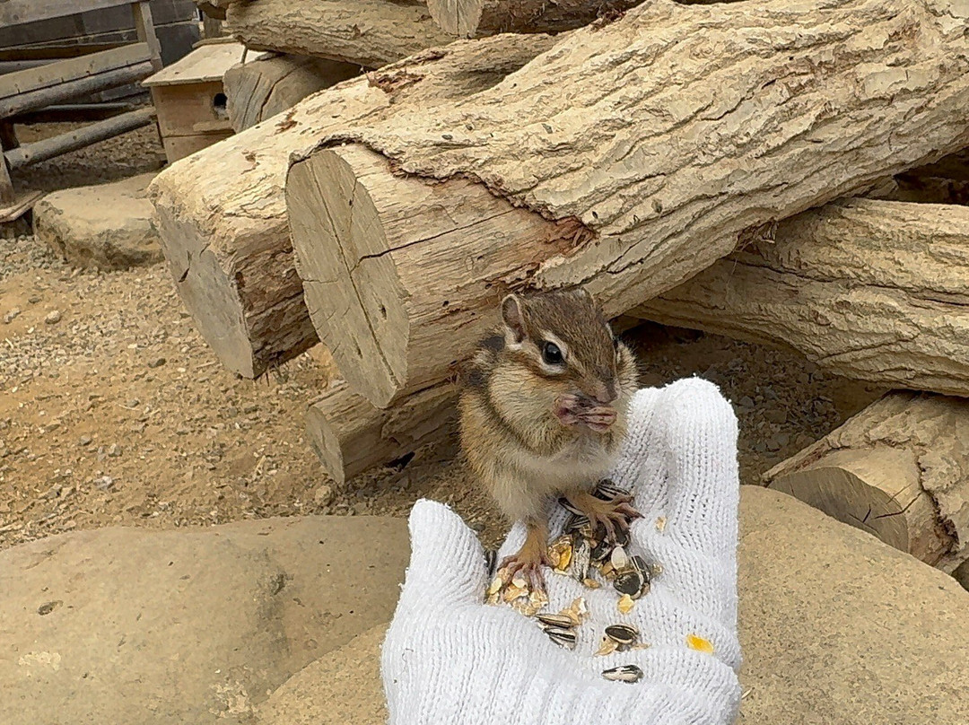 Squirrel Forest Hida Mountains Yaso Shizen Teien-高山市必去景点