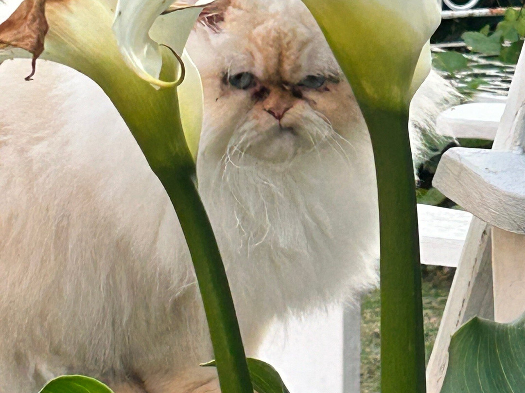 Guinea Fowl House B&B主图