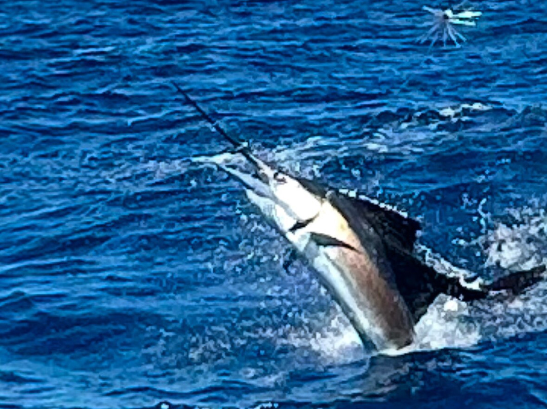 True Blue Sportfishing-St. George's必去景点