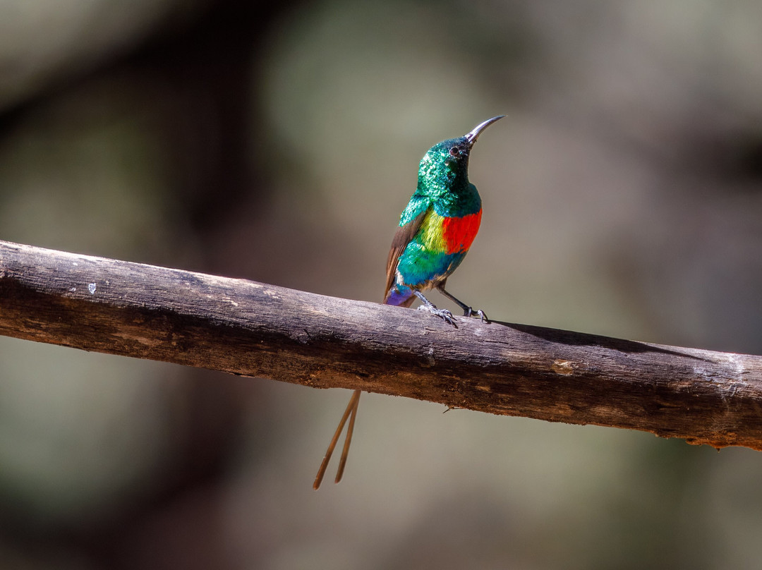 Senegambia Birding景点图片