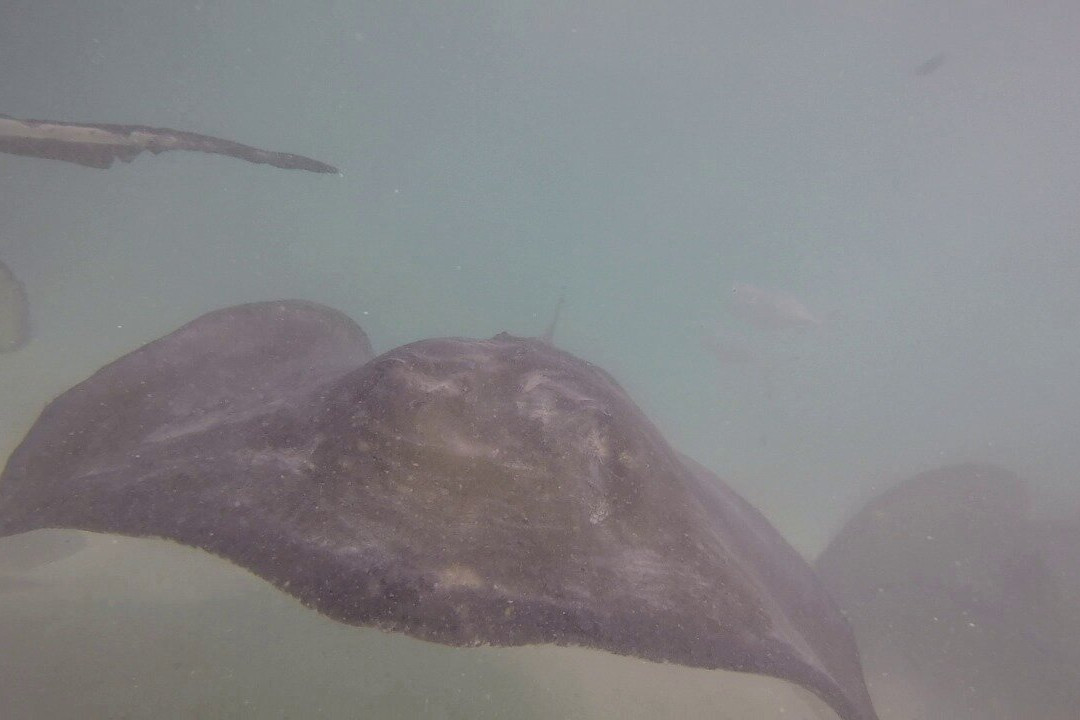 Stingray City景点图片