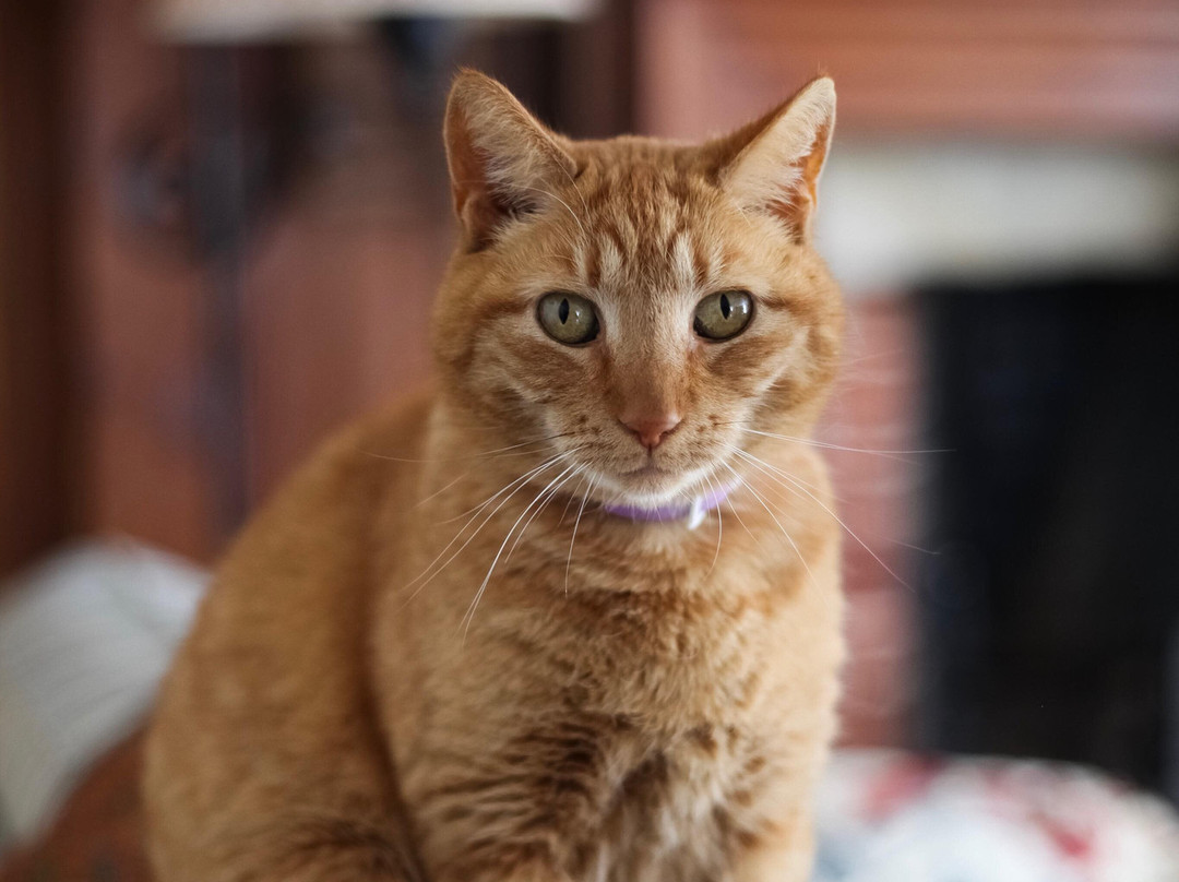 Henrietta House Bed And Breakfast主图