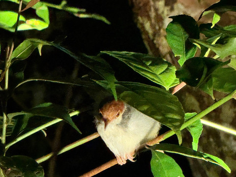 Asia Horizon-Pangkalan Bun必去景点