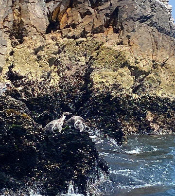 Paracas Sights & Tours-帕拉卡斯必去景点