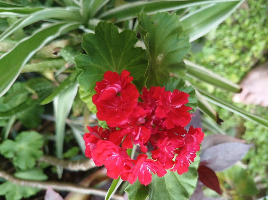 Avocado Motor Inn主图