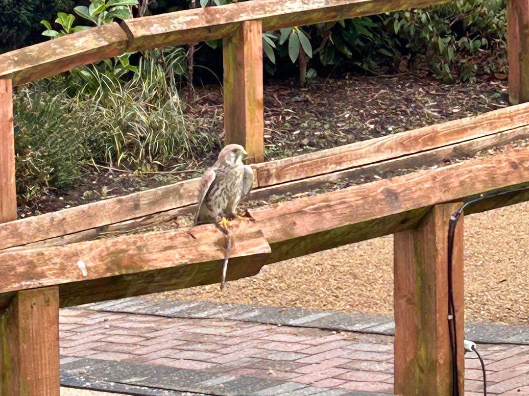 Cheshire Falconry-Northwich必去景点