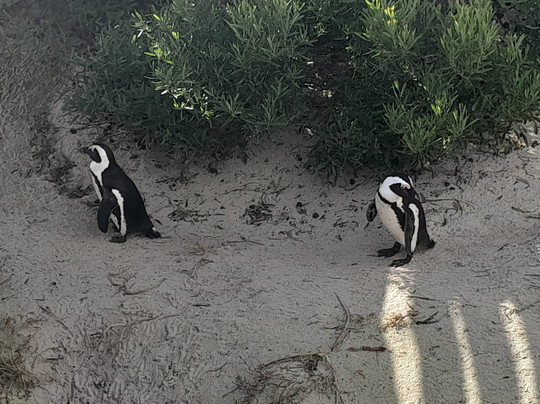 Joel-开普敦中心区必去景点