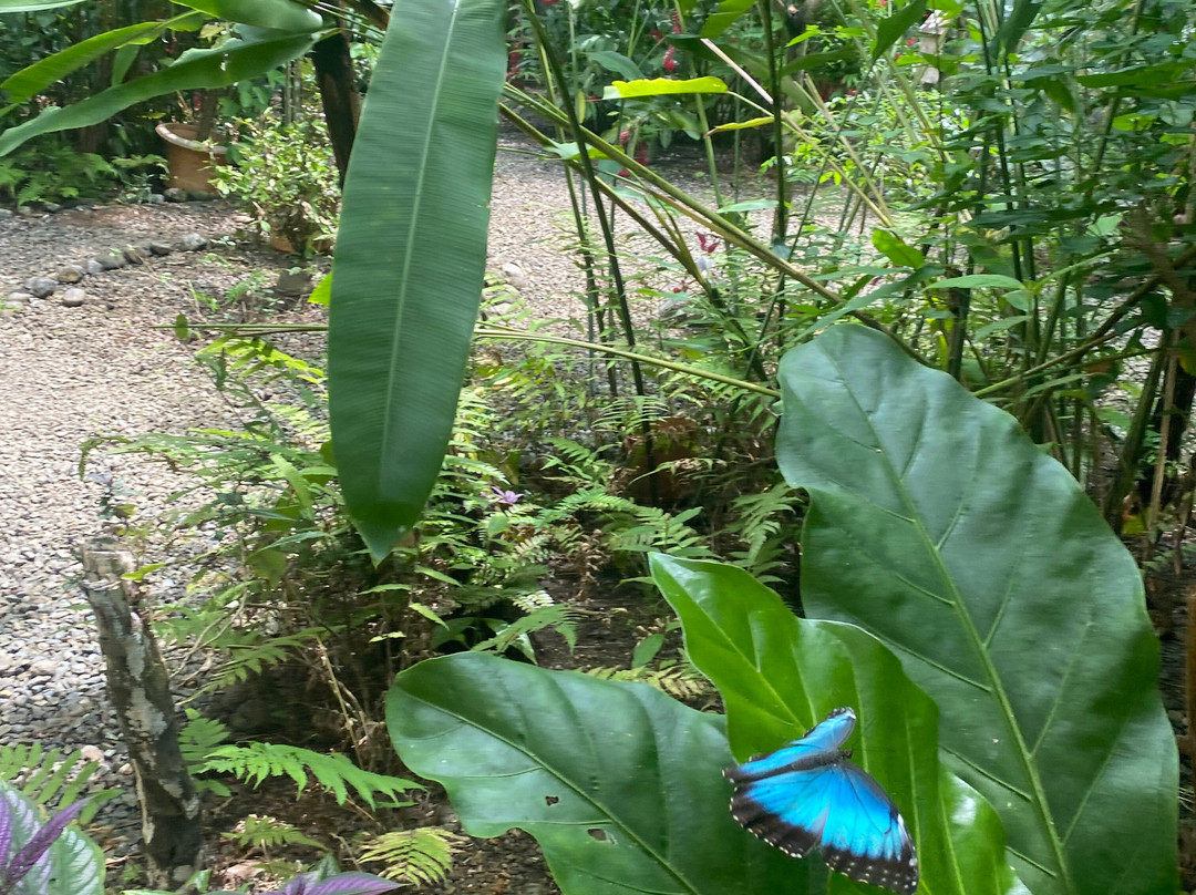 Royal Butterflies景点图片
