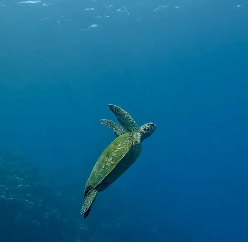 Dive and Sea Tahiti - Base nautique de Puna'auia景点图片