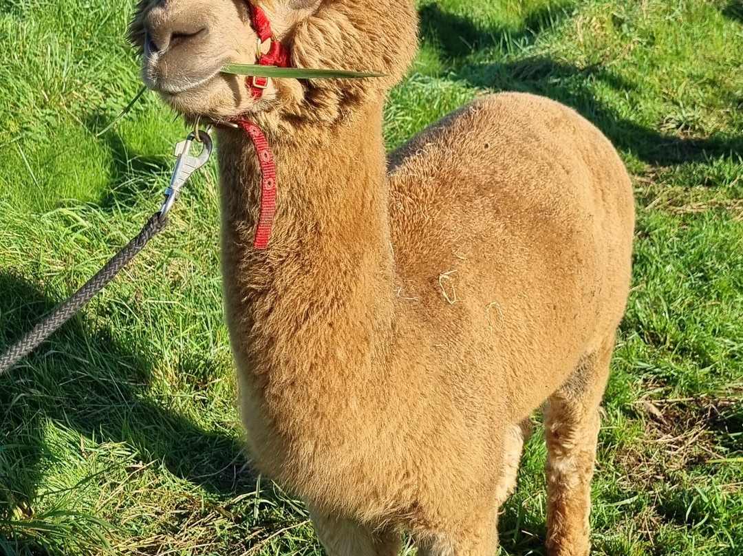 Mochica Alpacas景点图片