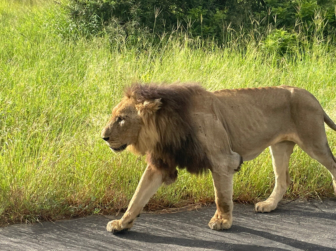 Leap Adventures - Hazyview Cabanas-雾观必去景点