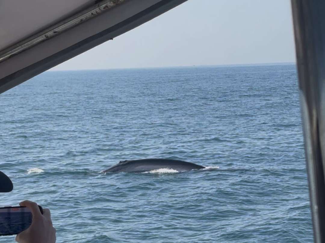 Whales Watching Sri Lanka-美蕊沙必去景点