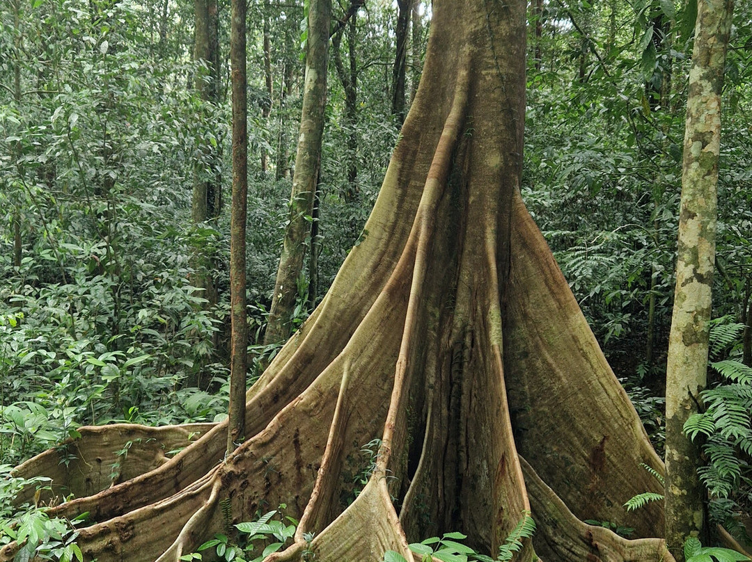 Deer Cave-姆鲁国家公园必去景点