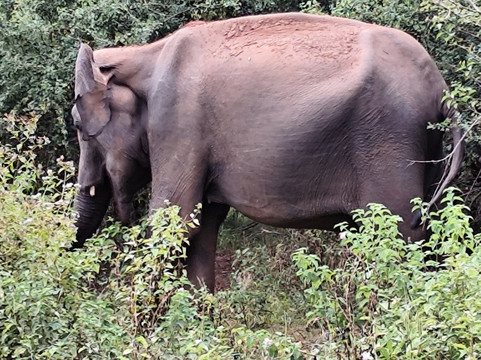 Titus Weerasingha-唐卡拉必去景点