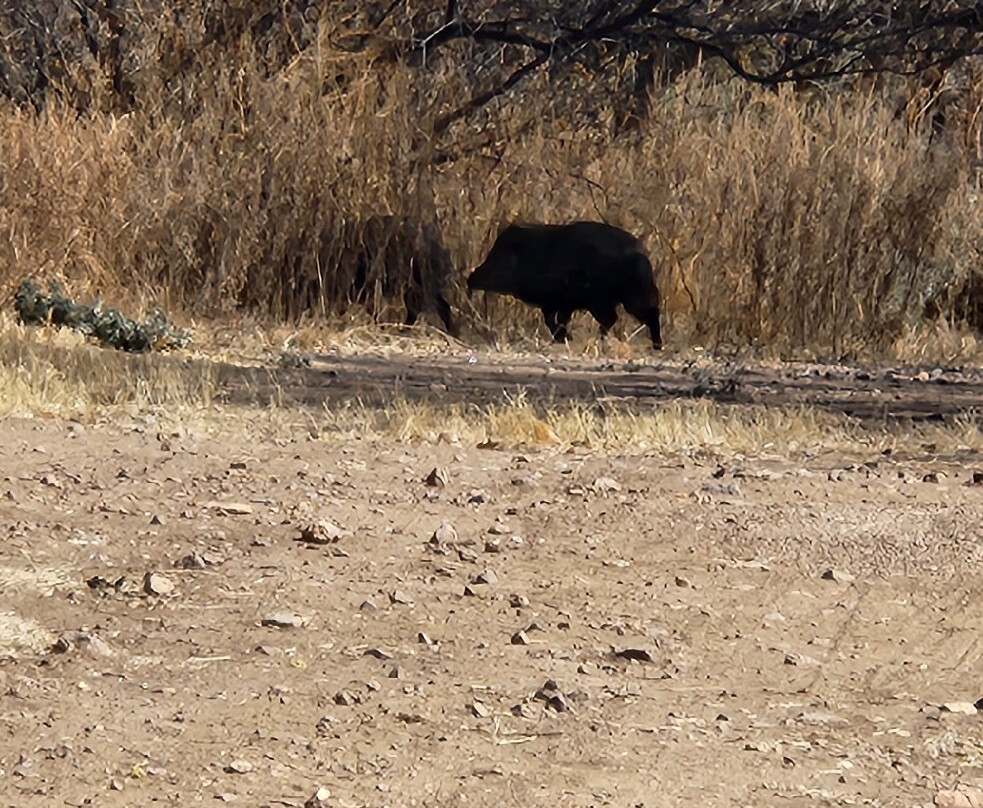 Patagonia-Sonoita Creek Preserve景点图片
