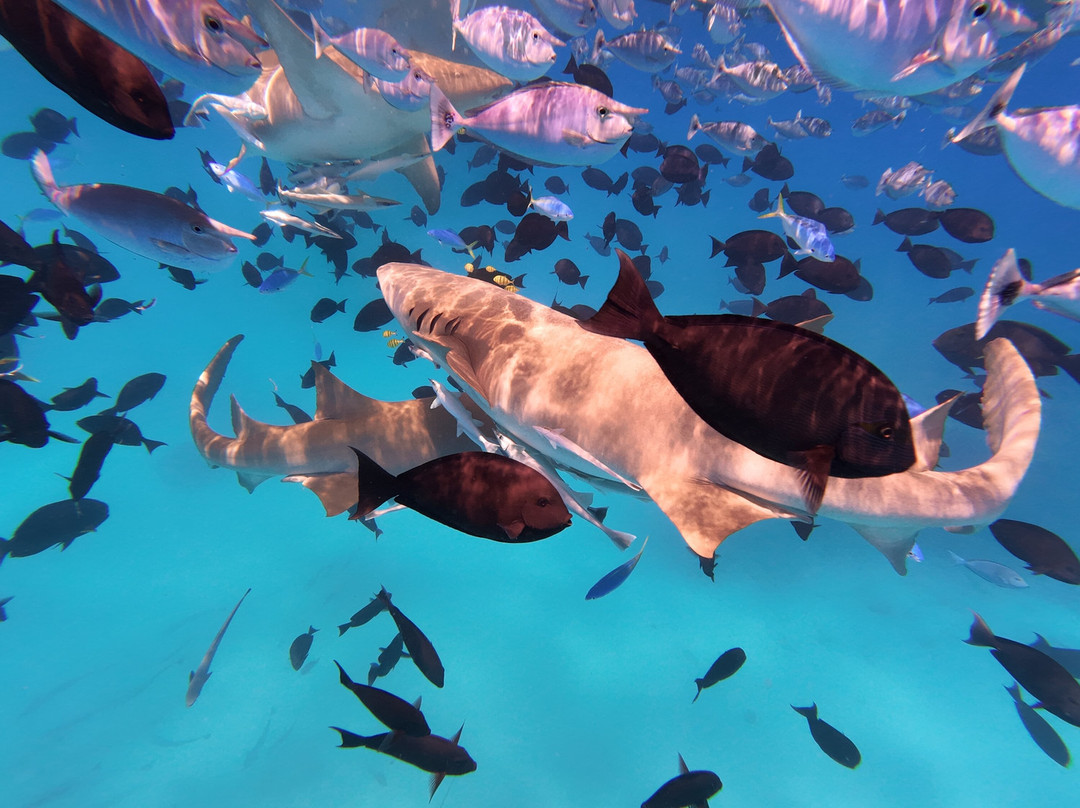 Himmafushi Activity Center-Himmafushi Island必去景点