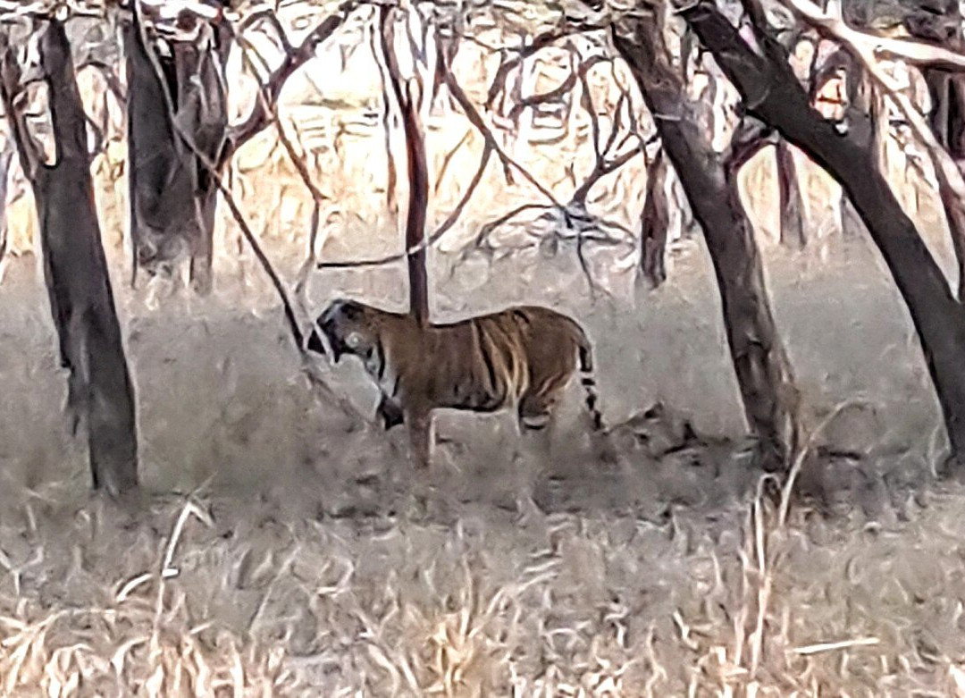Ranthambore Tiger Safari-瑟瓦伊马托布尔必去景点