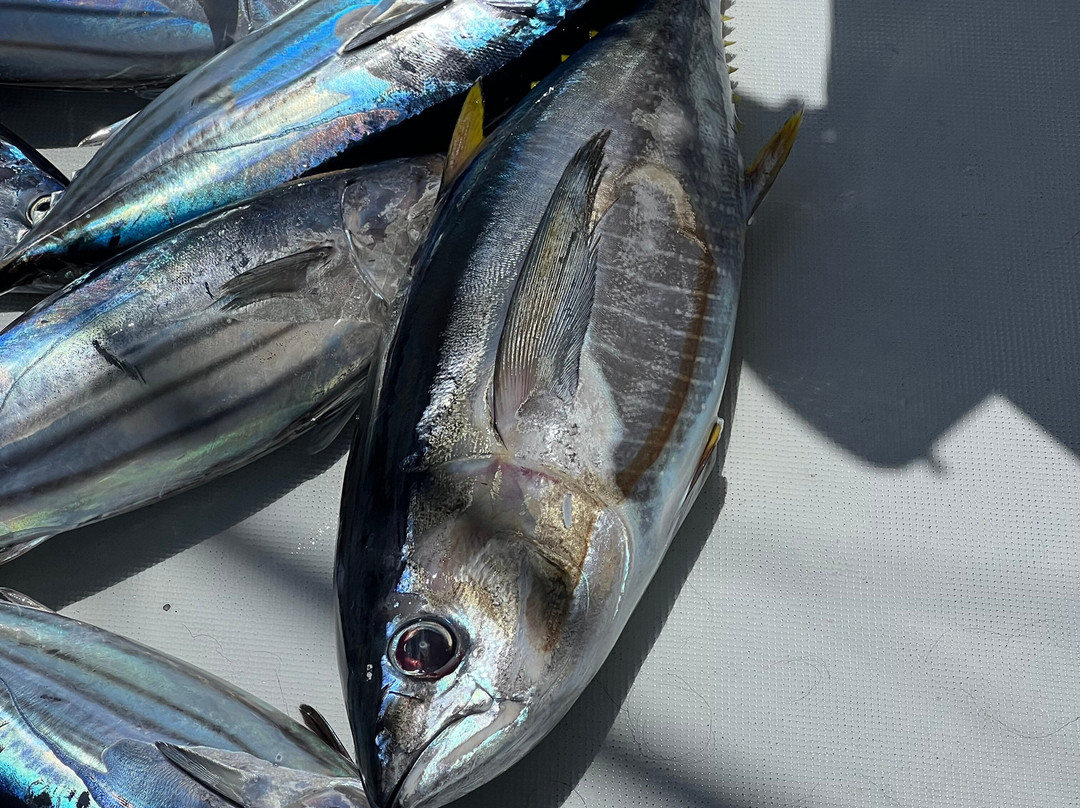 Royal Big Game Fishing Mauritius-卓得多斯必去景点