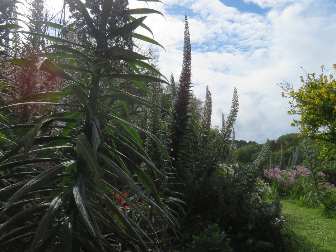 Jardin La Laurisylve景点图片