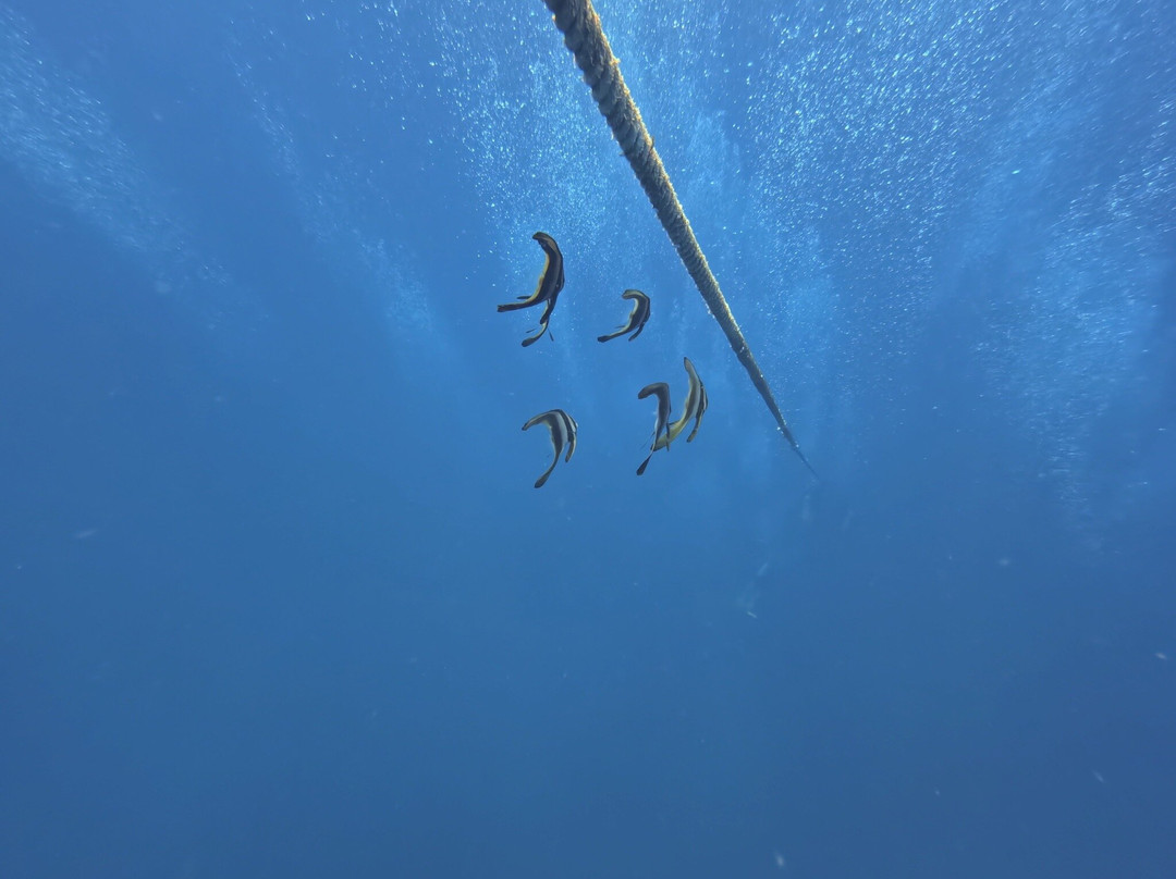 Local Divers-象岛必去景点