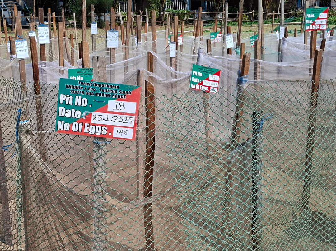 Cotigao Wildlife Sanctuary - Turtle Nests-雅高达必去景点