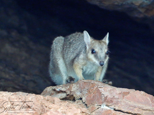Silent Tours Kununurra-库努纳拉必去景点