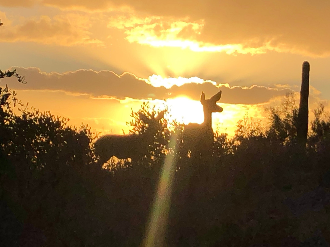 Desert Nature Alliance