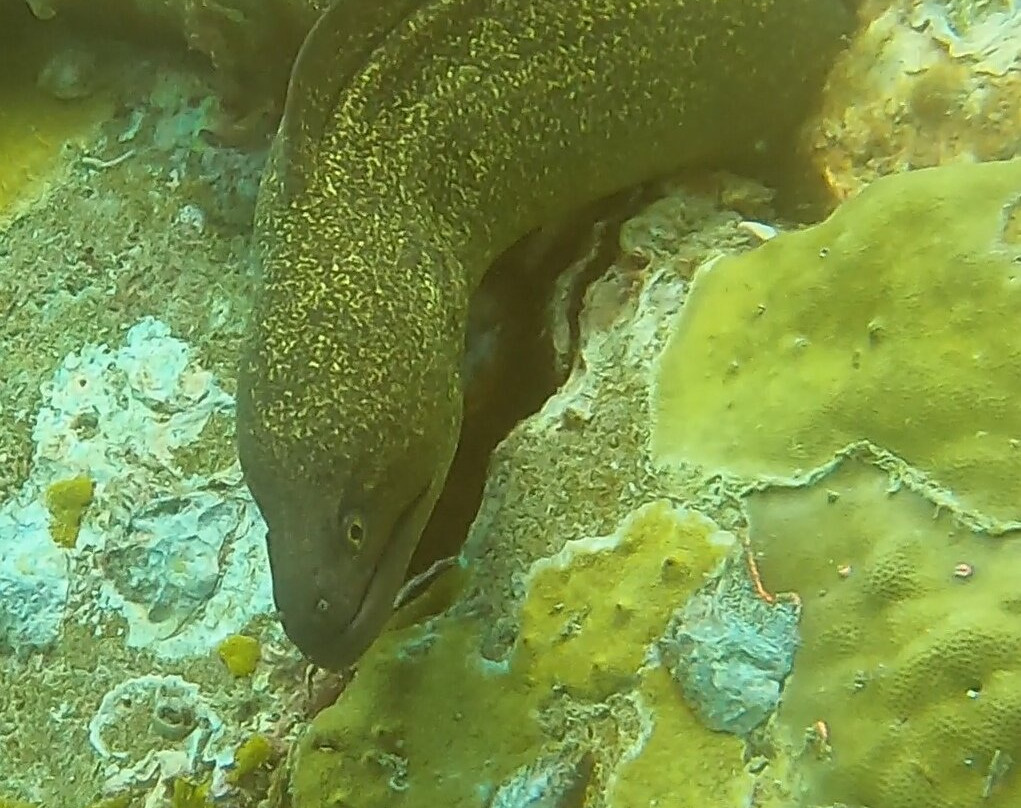 Phi Phi Dive Club - Day Tours-大皮皮岛必去景点