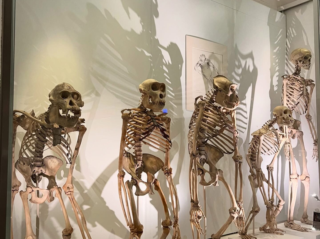 University Museum of Zoology景点图片