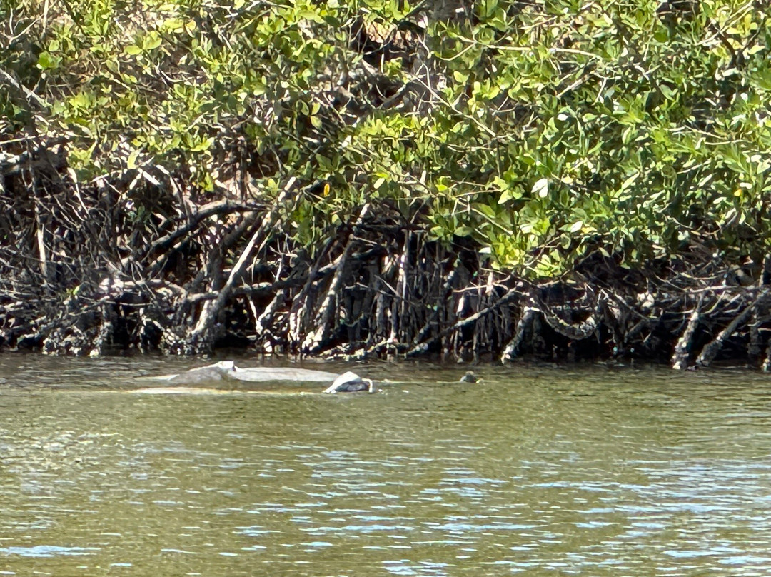 Manatee Cove Park景点图片