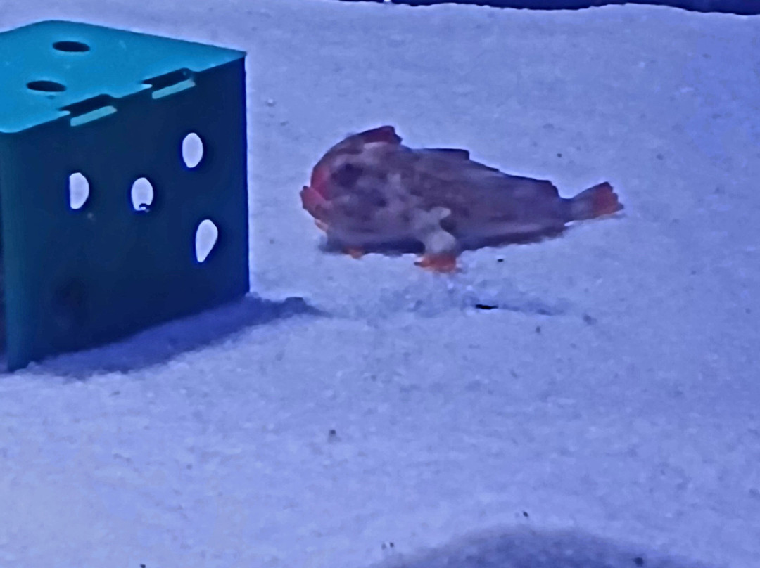 Seahorse World-Beauty Point必去景点