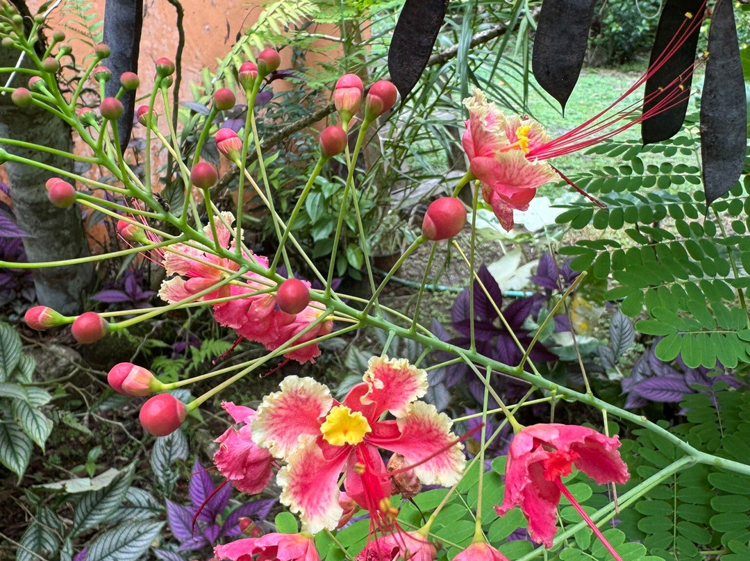 Ave Azul de la Osa-Carate必去景点