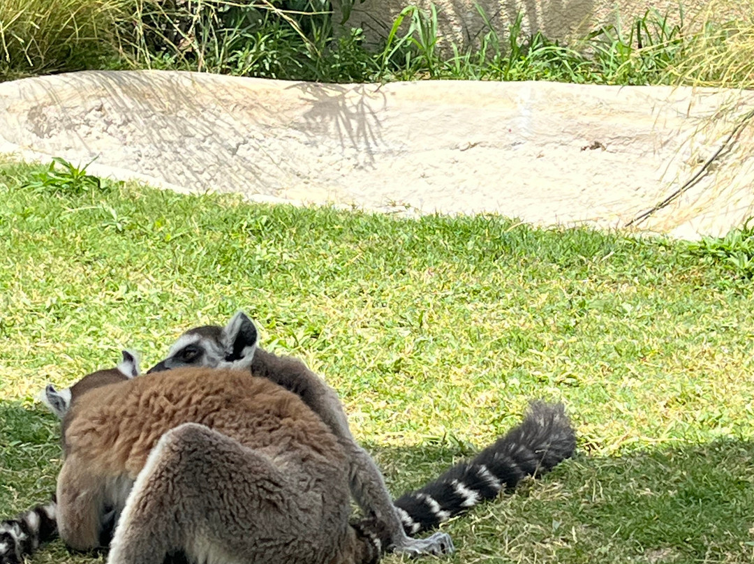 Farma of Rhodes Petting Zoo景点图片