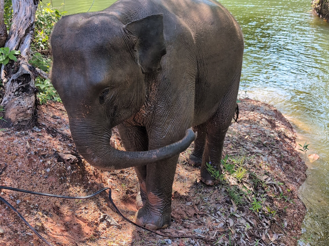 The Lake Phuket Elephant Home景点图片