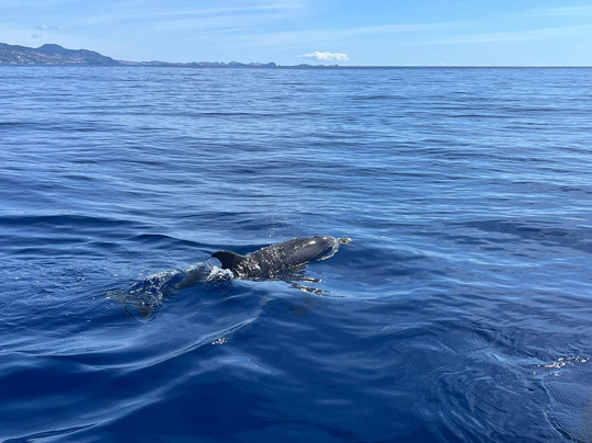 Magic Dolphin-沙尔必去景点