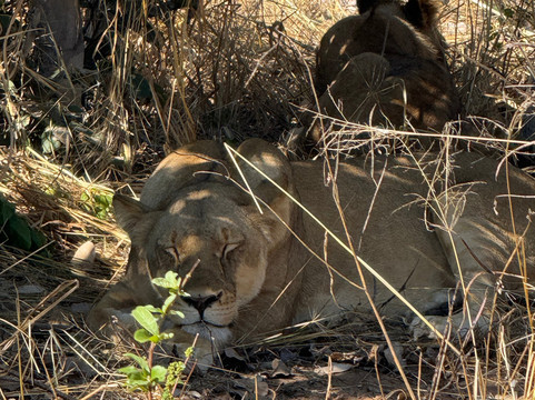 Passionate Tours and Travel-李文斯顿必去景点