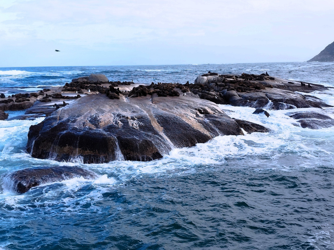 Duiker Island-木湾必去景点