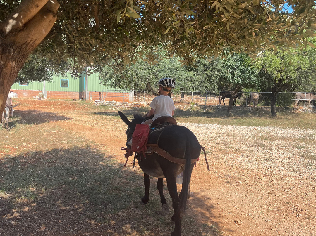 Donkey Trekking Kefalonia-萨米必去景点